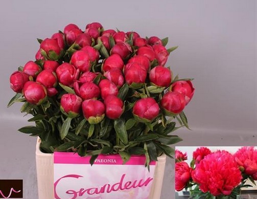 Peonia Hol. Belgravia 60cm Fuc. "AAA"
