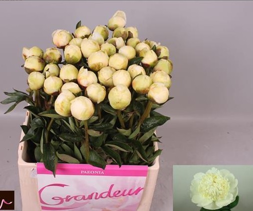 Peonia Hol. Bridal Shower 60cm "AAA"