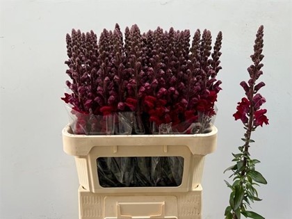Antirrhinum Hol. Poto Red 80cm