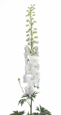 Delphinium Hol. El Guard White 90cm "x10 tallos"