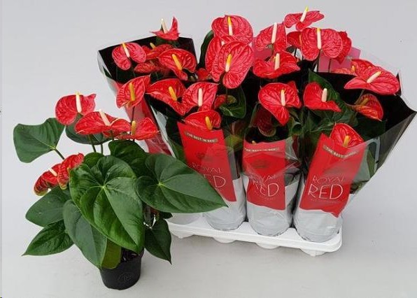 P. Anthurium An Madural 14/55cm x8  5-Flores