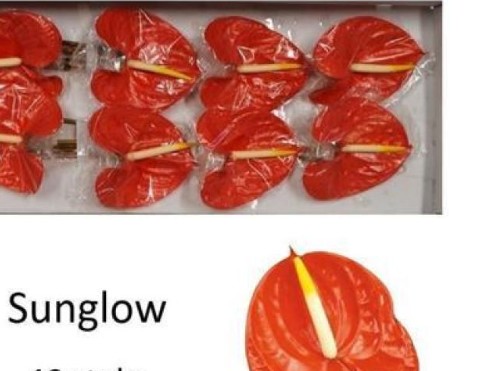 Anthurium Hol. Sunglow Orange 13  "CC12"