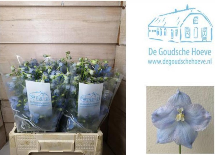 Delphinium Hol. En Ballkleid 60cm "T10"