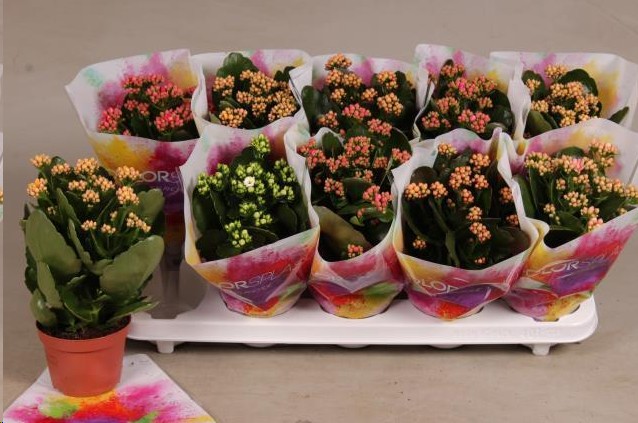 P. Kalanchoe B Ge Mixta 10.5/26cm 5 Kl "CC10"
