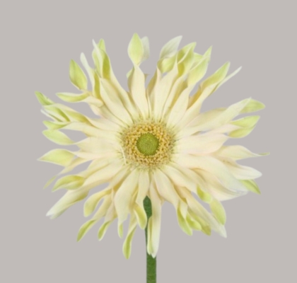 Gerbera Hol. Pasta Carbonara "T25"