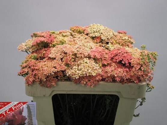 Achilea Hol. Lachsschon 60cm