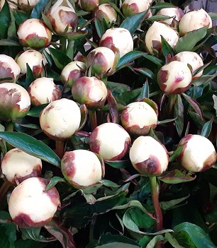 Peonia D. Nemo 60cm Bl (7 Dias-2�)