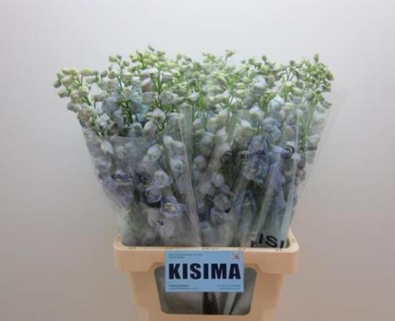 Delphinium Hol. El Guard Lavandel 80cm "T10"