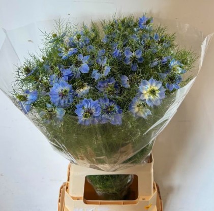 Nige D. M Jekyll Oxf Blue 75cm
