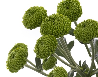Margarita Hol. Deligreen 90gr