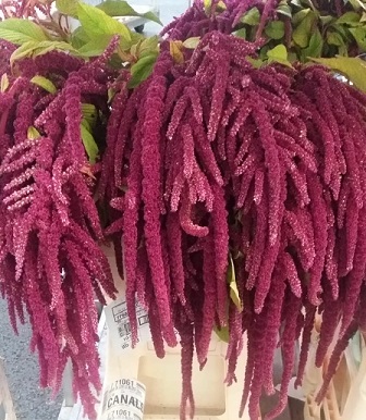 Amaranthus Hol. Ca Lov Li Bleed  60cm Roj.