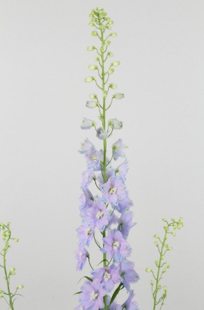 Delphinium Hol. El Guard Lavandel 90cm "T10"