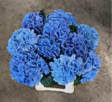 Hortensia Hol. Royal Parade 60cm �18/20 Azul