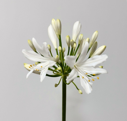 Agapantus Hol. Ov. White 80cm