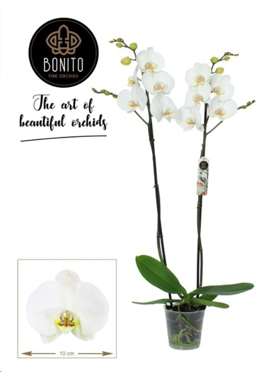 P. Phalaenopsis Silhouette 12/75cm 2T x12 -Bonito plant-