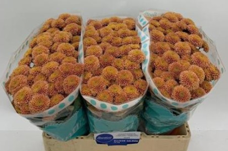 Santini Ellison Salmon 1100gr "T25" Sal.