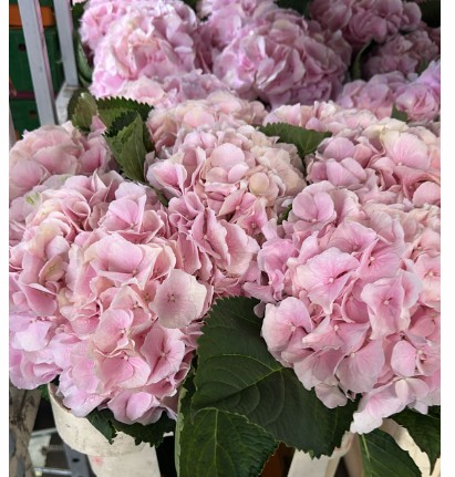 Hortensia Hol. Verena 80cm 20/22 Rosa