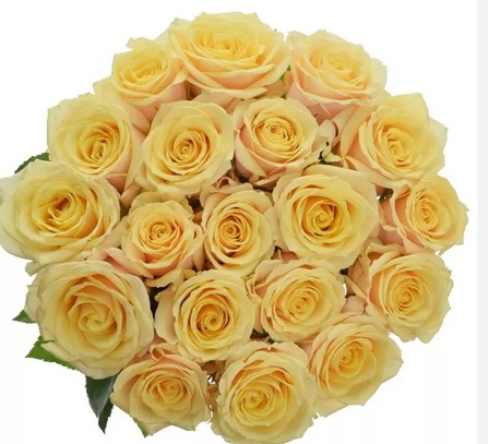 Rosa Hol. Bellini! 50cm Sal.