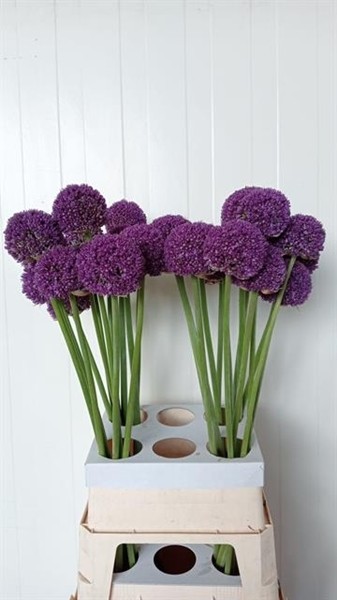 Allium Ambassador 95cm