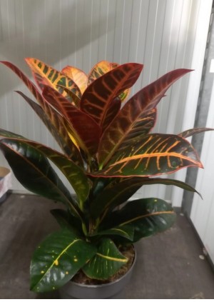 P. Croton Hol. Petra 17/50cm x6