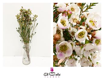 Flor Cera Hol. Moonl Delight 55cm 25gr "T25"