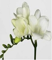 Fresia Hol. Ambiance 55cm 25gr "T50"