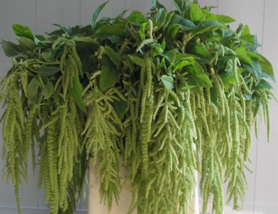 Amaranthus Hol. Ca Viridis 85cm Vd