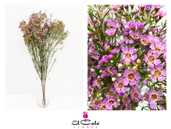 Flor Cera Michal 70cm 45gr Rs.