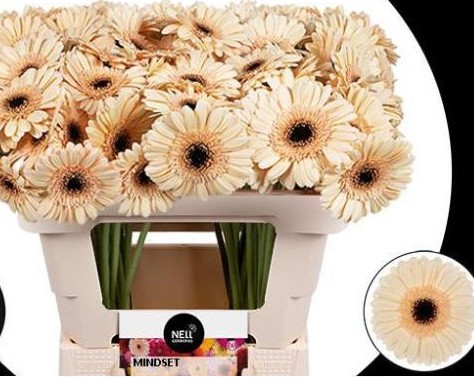 Gerbera Mini Hol. Mindset Cre "T20"