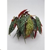 P. Begonia Maculata 14/35cm x6
