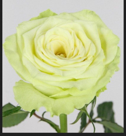 Rosa Hol. Camouflage 50cm Ver.