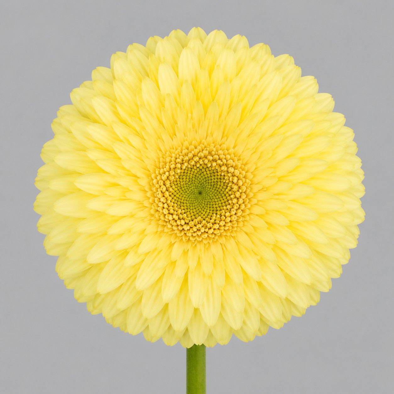 Gerbera Hol. Full Moon Cr. "T25"