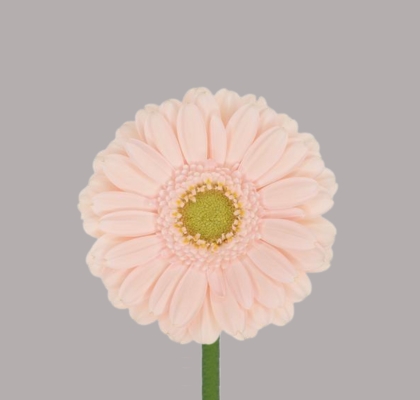 Gerbera Mini Hol. Alix-Noor Rs "T20"