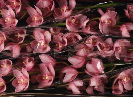 Cymbidium Belle Star 80cm Rs.