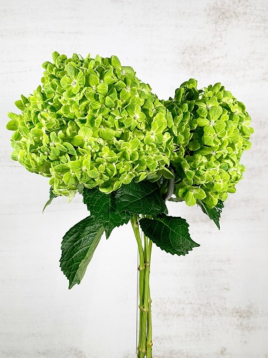 Hortensia Col. Emerald Green 60cm 16cm x5tall