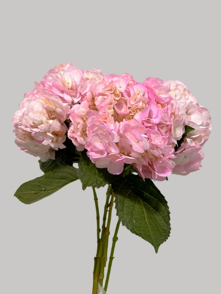 Hortensia Col. Tint. Rosa 60cm 16cm x5tall