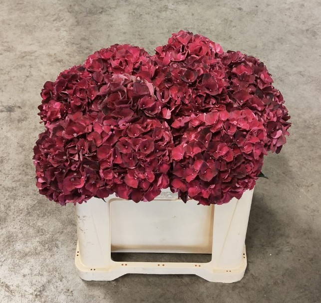 Hortensia Hol. Mag. Dark Ruby 60cm �16/18