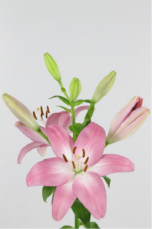Lilium LA. Hol. Arbatax 95cm 4/5 fl.
