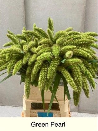 Setaria Italica Big Pearl 90cm