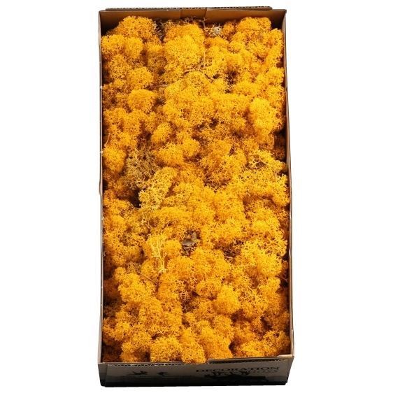 Caja Musgo Preservado Amarillo 500g