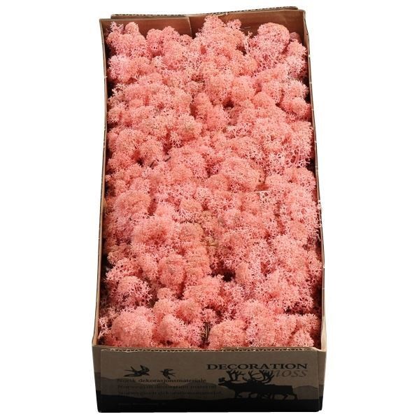 Caja Musgo Preservado Rosa Claro 500g