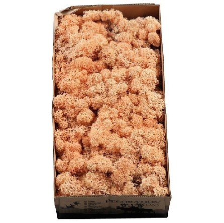 Caja Musgo Preservado Melocoton 500g