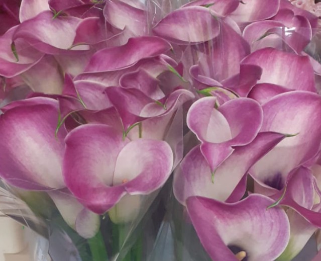 Calla Denver 70cm
