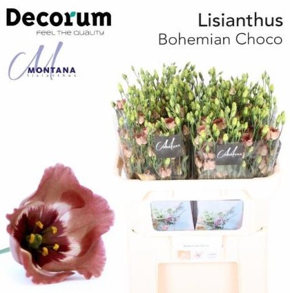 Lisiantus Hol. E Bohemian Choco 75cm 55gr x10