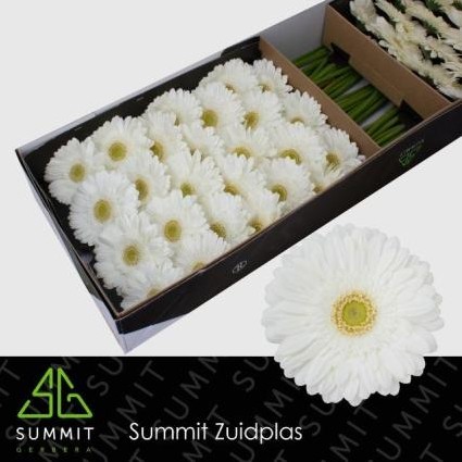 Gerbera Hol. Abe+ "T25"
