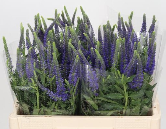 Veronica Skyler Blue 50cm