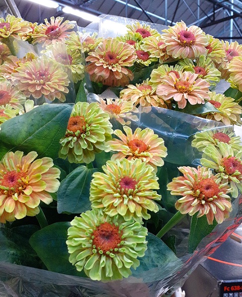Zinnia Ov. Mixto 55cm