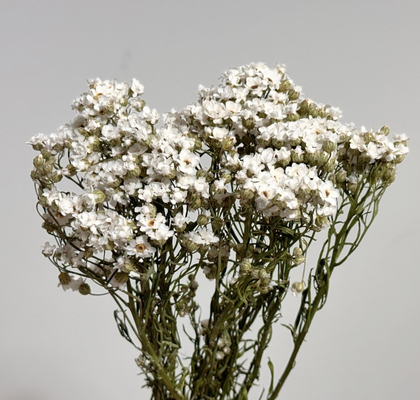 Ixodia Seca Blanca 45cm (10 Tallos)