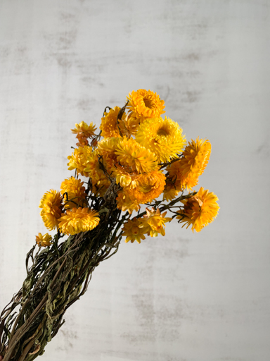 Helichrysum Seco Natural Amarillo 55cm 90g