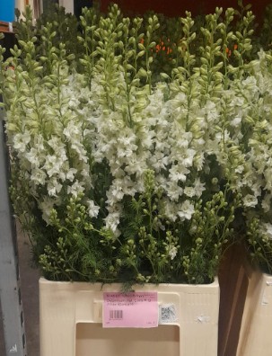 Delphinium Hol. Cons R Q White 80cm x10